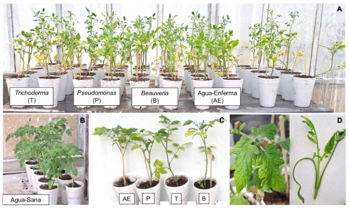 Uso de microorganismos endófitos para el manejo del Tomato brown rugose fruit virus en el cultivo de jitomate (Solamun lycopersicum). Figura 1 - A: plantas enfermas con ToBRFV a las que se les aplicó diferentes microorganismos y el testigo enfermo al que se le aplicó solo agua. B: plantas sanas, utilizadas como testigo. C: comparación entre plantas enfermas con ToBRFV tratadas con diferentes microorganismos y D: síntomas ocasionados por el ToBRFV, donde se observa el mosaico en hojas a los 20 días después de la inoculación (ddi) y la deformación de brotes a los 35 ddi.