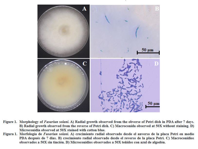 Películas biodegradables con actividad fungistática para el control postcosecha de Fusarium solani en fruto de aguacate Hass. Figura 1 - Morfología de Fusariun solani. A) crecimiento radial observado desde el anverso de la placa Petri en medio PDA después de 7 dias. B) crecimiento radial observado desde el reverso de la placa Petri. C) Macroconidios observados a 50X sin tinción. D) Microconidios observados a 50X teñidos con azul de algodón