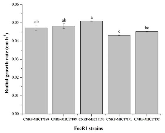 Producción de celulasas y quitinasas por <em>Fusarium oxysporum</em> f. sp. <em>cubense</em> raza 1 en cultivo sumergido. Figura 1 - Tasa de crecimiento radial (TCR) de cepas de <em><em>Fusarium</em> oxysporum</em> f.sp. cubense Raza 1 (FocR1) en un medio PDA, a las 192 h. Letras diferentes en las barras son significativamente diferentes (Tukey; p≤0.05). Medias ± error estándar, n=3.