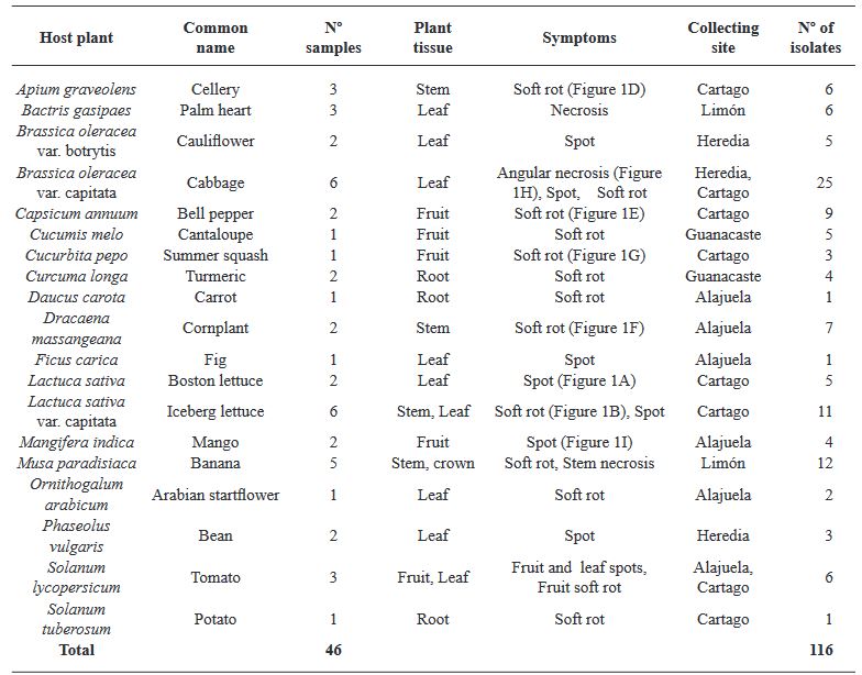 Diversity and antibiotic resistance in bacteria associated with symptoms of bacterial infection in Costa Rican crops. Table 1 - Diversity and antibiotic resistance in bacteria associated with symptoms of bacterial infection in Costa Rican crops