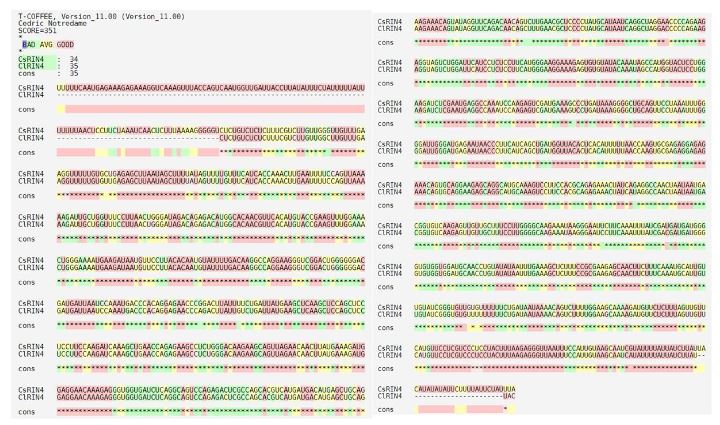 Expression of the <em>RPM1-RIN4-RPS2</em> complex in two citrus species with contrasting response to Huanglongbing. Figure 1 - Alignment of CsRIN4 and ClRIN4 genes sequences.