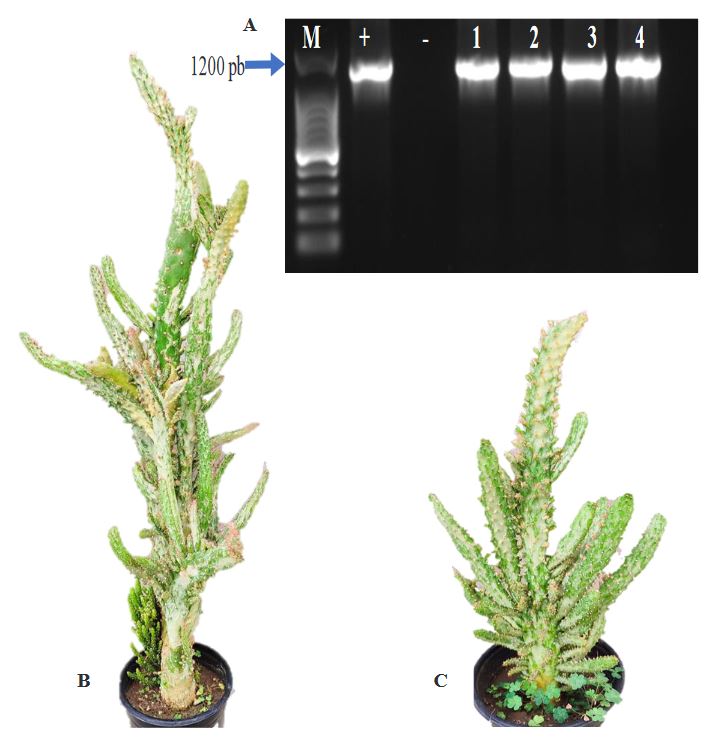 Detection and molecular characterization of a 16SrII group phytoplasma associated with ‘witches broom’ disease in cactus (<em>Opuntia</em> sp.). Figure 1 - A) Amplifications of 16S rDNA of phytoplasmas obtained using primers R16F2n/R16R2. Lane M; Molecular marker 100 pb, lane +; DNA from Dimorphotheca sinuata infected with “Candidatus Phytoplasma asteris” (16SrI-B), lane -; Negative control, PCR without a template, lane 1-4; samples of cactus (<em>Opuntia</em> sp.) with “witches’ broom” syndrome, from nurseries located in Texcoco, State of Mexico; B-C) “Witches’ broom” symptoms in an ornamental cactus.