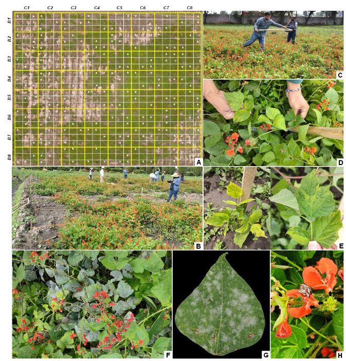 Epidemiological etiology of <em>Erysiphe</em> sp. and putative viral and phytoplasma-like symptoms in Ayocote bean (<em>Phaseolus coccineus</em>). Figure 1 - Sampling methodology to identify and assess severity of fungal, presumtive viral/phytoplasmal symptoms, and entomological signs on <em>Phaseolus coccineus</em>. A. 13mpx image at 50m using DJI® Phantom-3 drone, showing quadrantization of experimental plot. Yellow-lines correspond to 6x6 m quadrants, and white-lines to 2x2 m subquadrants. Asterisks indicate randomly selected subquadrants/quadrants; B. Field quadrant marking with wooden-stakes and a slat-net; C. Selection of subquadrant by placing wooden frame 1x1 m for assessment guidance; D. Dotted mosaic symptoms (left) and vein clearing (right), putative to virosis. Plants marked with stakes for traceability samples; E. Generalized yellowing with growth reduction (left), mosaic with leaf deformation (right) presumptive viral; F. Leaf symptom with white fungal mycelial growth putative to powdery mildew; G. Front leaflet showing white mycelial growth. H. <em><em>Macrodactylus</em> sp.</em> adults, and flowering color morphology of <em>P. coccineus</em>. Note some petals showing small white-spots (see arrows).