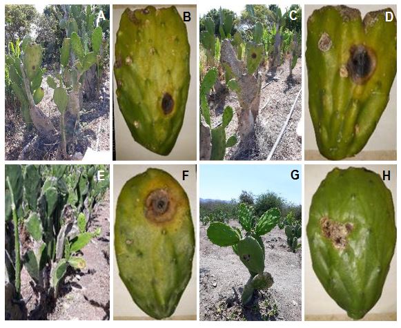 Agentes fúngicos causales de la enfermedad de la Mancha Negra en cactus (<em>Opuntia ficus-indica</em>) en Colima, México. Figura 1 - Plantas y cladodios con síntomas de Mancha Negra en cultivos de nopal verdura (O. ficus-indica) en diversas plantaciones en el estado de Colima, México. A) El Espinal, B) Agua Dulce, C) Las Guásimas, D) Juluapan