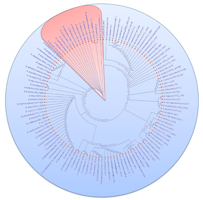 Phylogenomic diversity and genome mining of type <em>Bacillus</em> species: Searching for genes associated with biological control of phytopathogens. Figure 1 - Phylogenomic tree with the 123 studied type <em><em>Bacillus</em></em> species, where two main groups were identified: i) B. megaterium (pink color) and ii) B. subtilis (blue color)