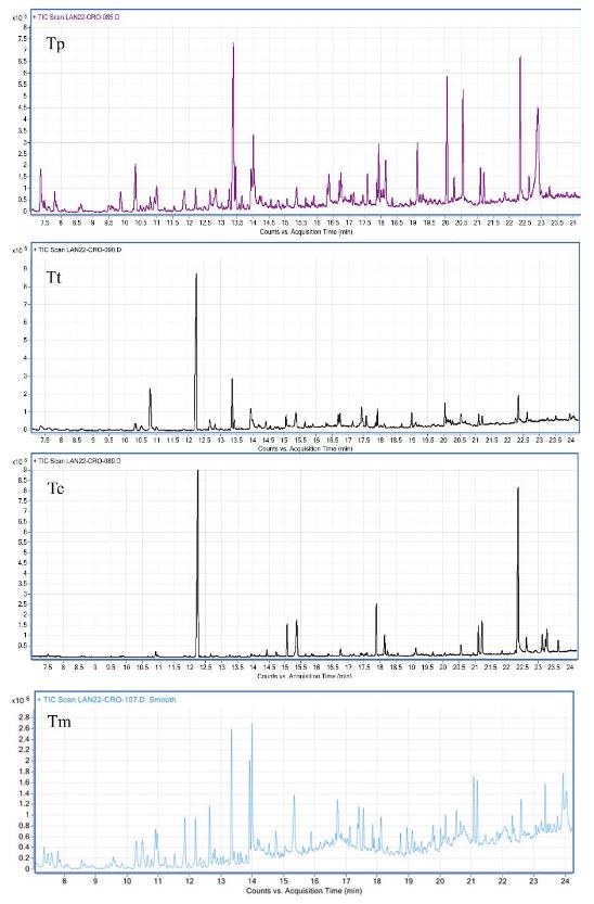 Composición química de hidrolatos de Tagetes y evaluación <em>in vitro</em> e <em>in vivo</em> contra hongos asociados a enfermedades en fresa (<em>Fragaria x ananassa</em>). Figura 1 - Cromatogramas de hidrolatos de <em>Tagetes</em> parryi (Tp), <em>T. terniflora</em> (Tt), <em>T. coronopifolia</em>, (Tc) y <em>T. minuta</em> (Tm), donde se observan los picos de los compuestos identificados.