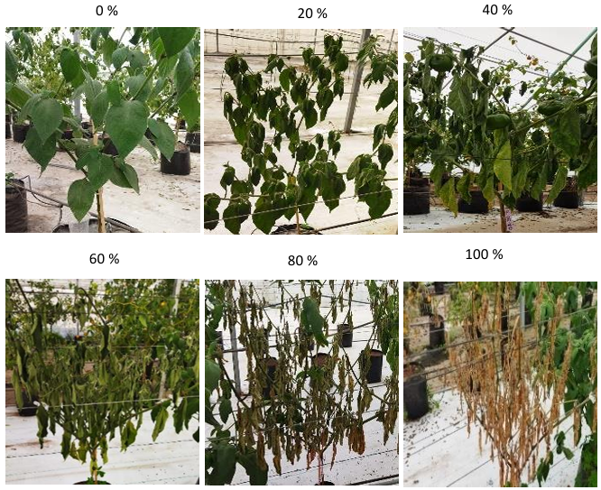 Resistance to <em>Phytophthora capsici</em> in manzano chili grafted onto CM-334, grown in infested soil, with applications of auxins and <em>Trichoderma harzianum</em>. Figure 1 - Arbitrary scale for evaluating the incidence and severity caused by <em>P. capsici</em> in ‘Dali’ hybrid manzano chili (<em>Capsicum pubescens</em>) plants grown in pots with <em>P. capsici</em>-infested soil. Chapingo, Mexico, 2020–2021.