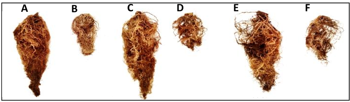 Resistance to <em>Phytophthora capsici</em> in manzano chili grafted onto CM-334, grown in infested soil, with applications of auxins and <em>Trichoderma harzianum</em>. Figure 2 - Root of non-grafted vs. CM-334-grafted manzano chili hybrid grown in hydroponics and greenhouse conditions in Chapingo, Mexico (2017–2019). A) Maruca, B) Maruca grafted, C) Jhos, D) Jhos grafted, E) Dali, F) Dali grafted. 