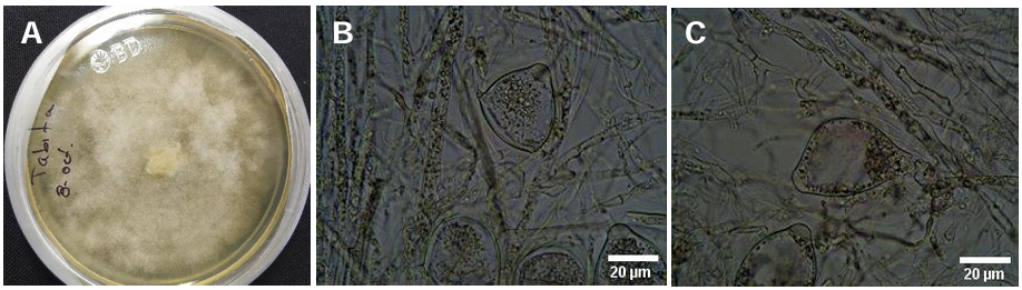 Resistance to <em>Phytophthora capsici</em> in manzano chili grafted onto CM-334, grown in infested soil, with applications of auxins and <em>Trichoderma harzianum</em>. Figure 5 - Morphological characterization of <em>P. capsici</em> in diseased plants. A) cottony growth, B y C) bipapillate sporangium of <em>P. capsici</em> in manzano chili in Chapingo, Mexico.